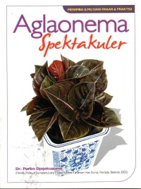 Image of Aglaonema Spektakuler